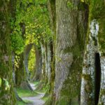 trees, path, trail, forest, nature, woods, path, forest, forest, forest, forest, forest, nature, nature